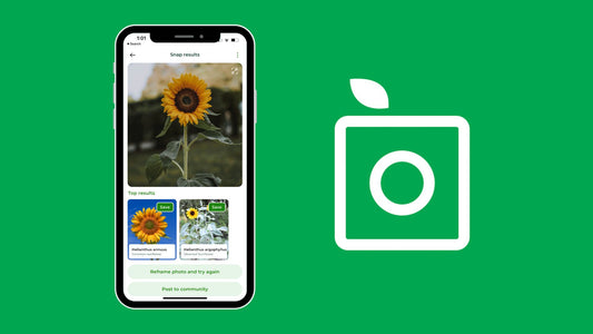 Top 10 Plant Identification Apps in 2023